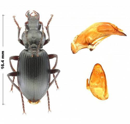 Réf. 242 321 : Laemostenus algerinus